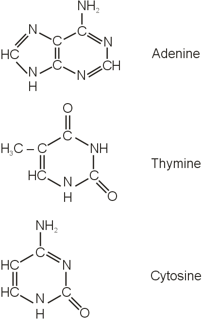 DNA molecule contains 4 bases whoes structure are shown below. One of ...